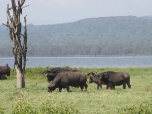 Buffels in Lake Nakuru National Park
