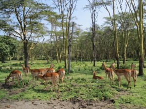 impala's