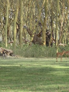 't is niet de beste foto, maar als je goed kijkt, zie je de giraffe in de bosjes