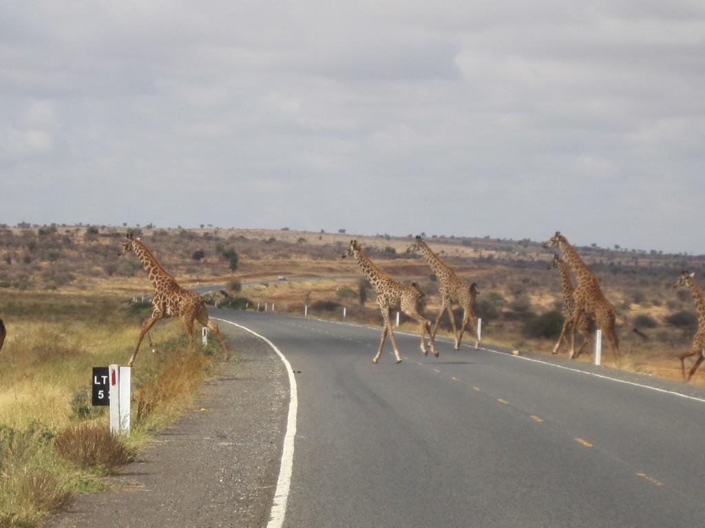 Giraffes op de weg naar Oloitokitok