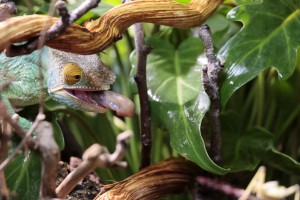 Parson’s reuzen kameleon genaamd Robin - foto Jan Lankveld